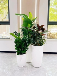 实惠盆景租赁，就在宁波北仑，快来装点吧！